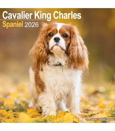 Cavalier King Charles 2026