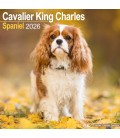 Cavalier King Charles 2026