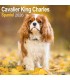 Cavalier King Charles 2026