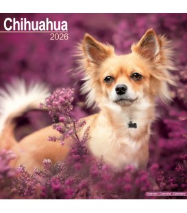 Chihuahua 2026