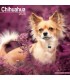 Chihuahua 2026