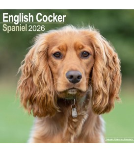 Cocker Anglais 2026