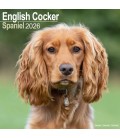 Cocker Anglais 2026