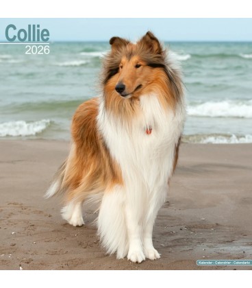 Colley 2026