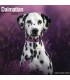 Dalmatien 2026