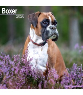 Boxer Calendrier 2024