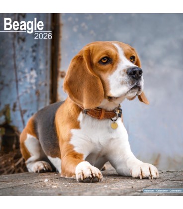 Beagle 2024