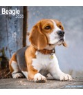 Beagle 2026