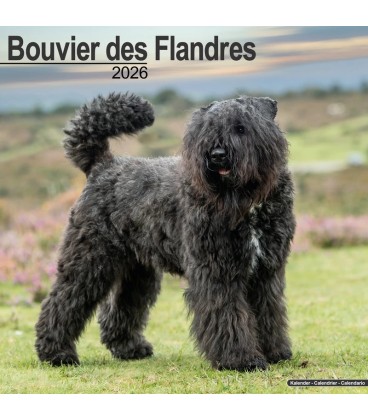Bouvier des Flandres 2024