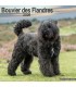 Bouvier des Flandres 2024