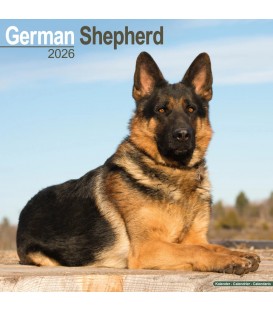 Berger Allemand 2026