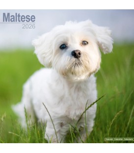 Bichon Maltais 2026