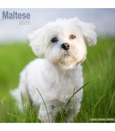 Bichon Maltais 2026