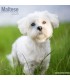 Bichon Maltais 2026