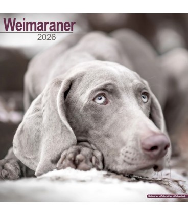 Braque de Weimar 2026