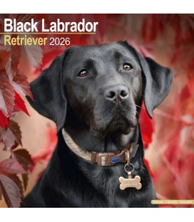 Labrador Noir 2026