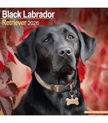 Labrador Noir 2026