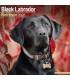 Labrador Noir 2026