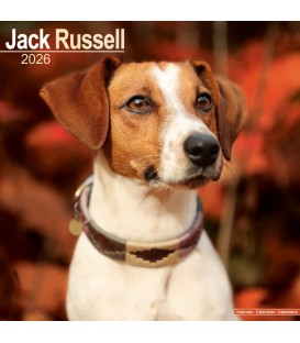 Jack Russell Terrier 2026