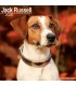 Jack Russell Terrier 2026