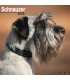 Schnauzer 2026