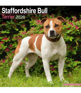 Staffordhire Bull Terrier 2026