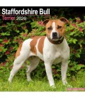 Staffordhire Bull Terrier 2026