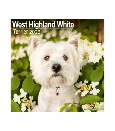 West Highland White terrier 2026