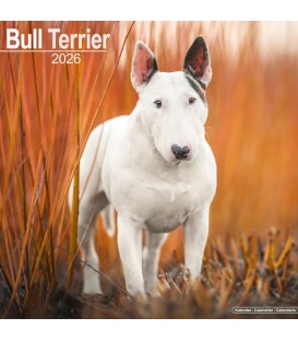 Bull Terrier calendrier 2022