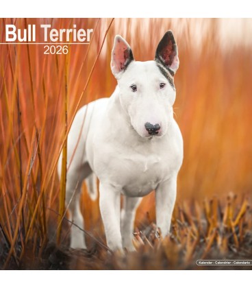 Bull Terrier calendrier 2022