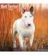 Bull Terrier calendrier 2022