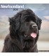 Terre Neuve 2026