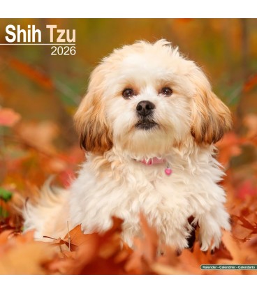 Shih Tzu 2026