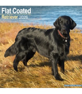 Flat Coated Retriever 2026