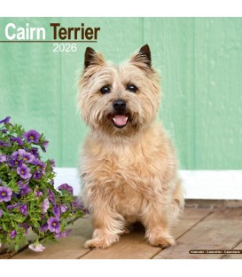 Cairn Terrier 2026