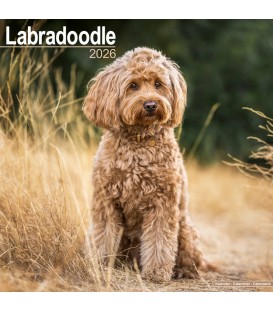 Labradoodle 2026