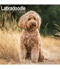Labradoodle 2026