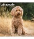Labradoodle 2026