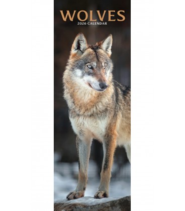 Loups 2026 (calendrier étroit)