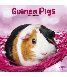 Cochon d'Inde 2026