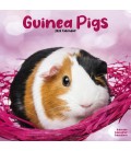 Cochon d'Inde 2026