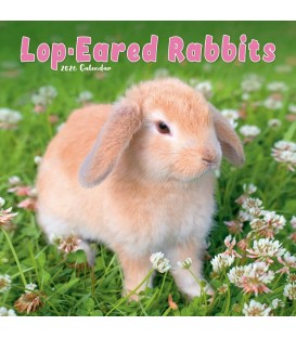 Lapins à oreilles tombantes 2026