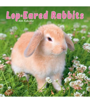 Lapins à oreilles tombantes 2026