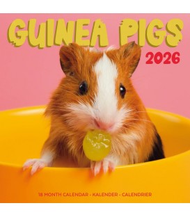 Cochon d'Inde rigolos 2026