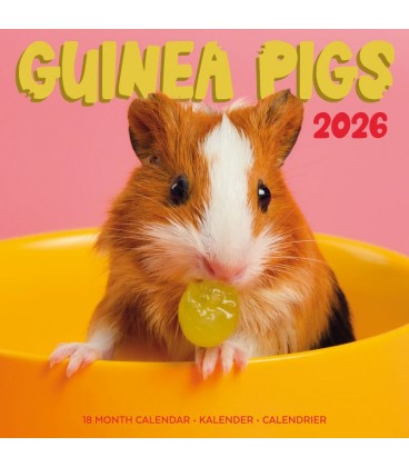 Cochon d'Inde rigolos 2026