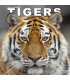 Tigres 2025