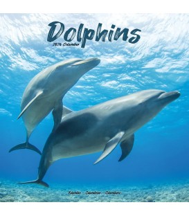 Dauphins 2026